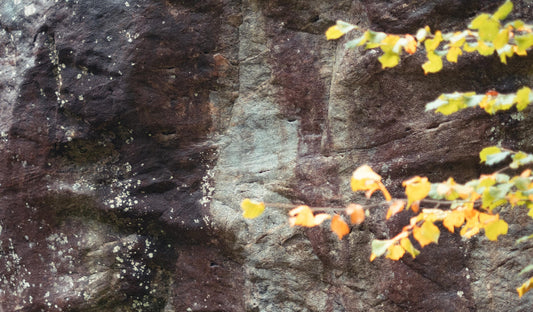 Sean Bailey Climbs Arrival of the Birds V17